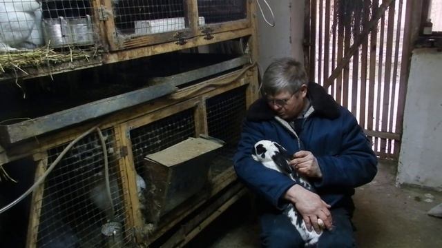 Искусственное вскармливание двухнедельных крольчат или кормящий папа