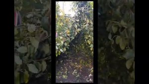 Аксинья и шалаш на нашей даче