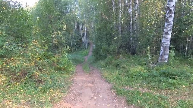 Живые пейзажи - красивый лес