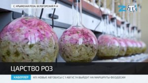 В селе Крымская Роза Белогорского района начали сбор эфиромасличной розы