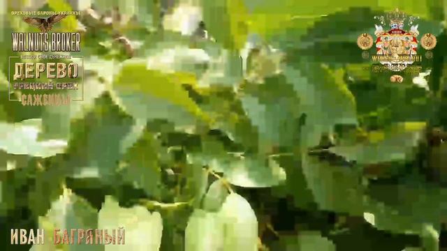 Двухлетние саженцы грецкого ореха сорт Кочерженко/Иван Багряный и молочный орех  Walnuts Broker