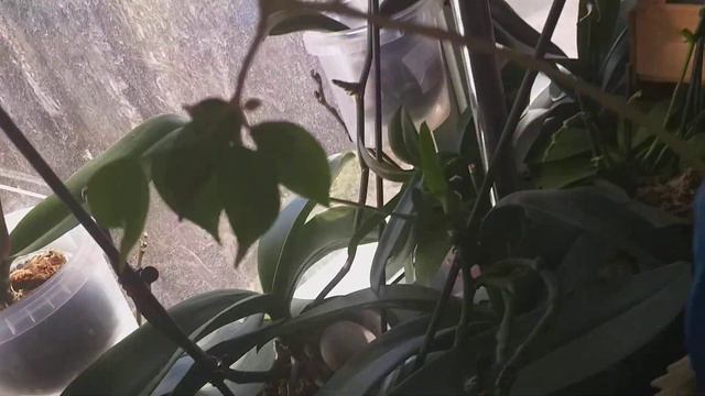 Цветение орхидейки Фокус.🌺 смотреть онлайн