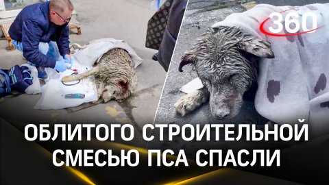 Окровавленный живой кусок цемента: странную собаку спасают волонтеры в Москве