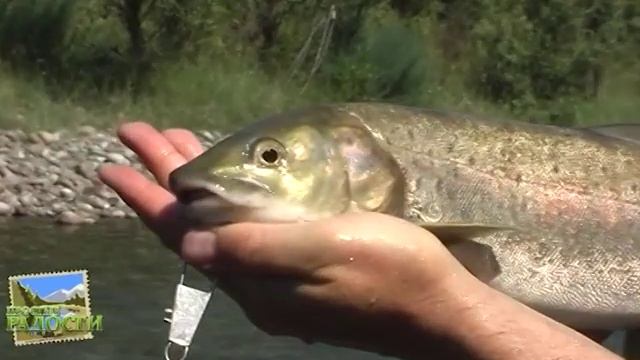 Ловля хариуса на озере Байкал Золотая коллекция смотреть онлайн
