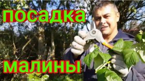 ПОСАДКА РЕМОНТАНТНОЙ МАЛИНЫ КОЗЫ КОРОВА