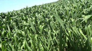 Яровая пшеница, сорт Ликамеро (05.06.19)