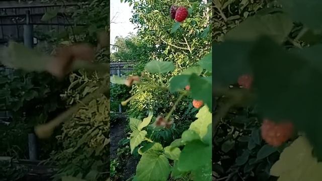 Ежемалина Тайбери смотреть онлайн