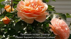 Роза Барок (Barock) — описание немецкого сорта