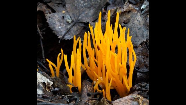 Мир Микологии смотреть онлайн