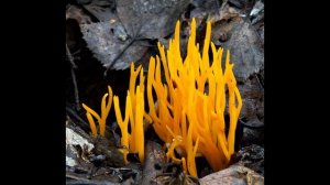 Мир Микологии