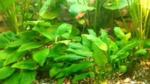 как содержать креветок. как кормить креветок. как ухаживать за креветками. Aquarium fish, Zierfisch