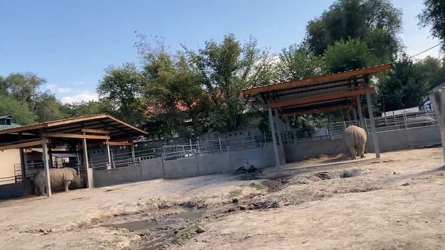 Алматы. Зоопарк. Детеныш белорукого гиббона. смотреть онлайн