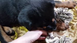 Ротвейлер Ральф, щенок кусаеться,что делать?