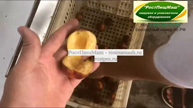 Машина удаления косточек из абрикоса, персика, сливы от РостПищМаш