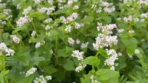 На гречке 30 июля