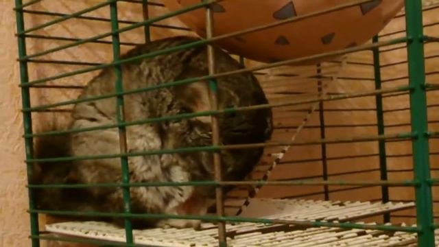 самоудовлетворение шиншилы