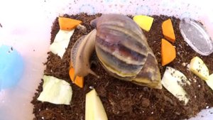 Ахатины. Самые неприхотливые домашние животные