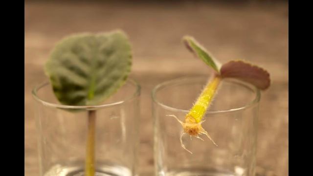 ФИАЛКА или СЕНПОЛИЯ от А до Я. Мои комнатные цветы. Часть 11. смотреть онлайн