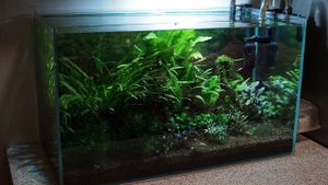 Секреты содержания медленного травника