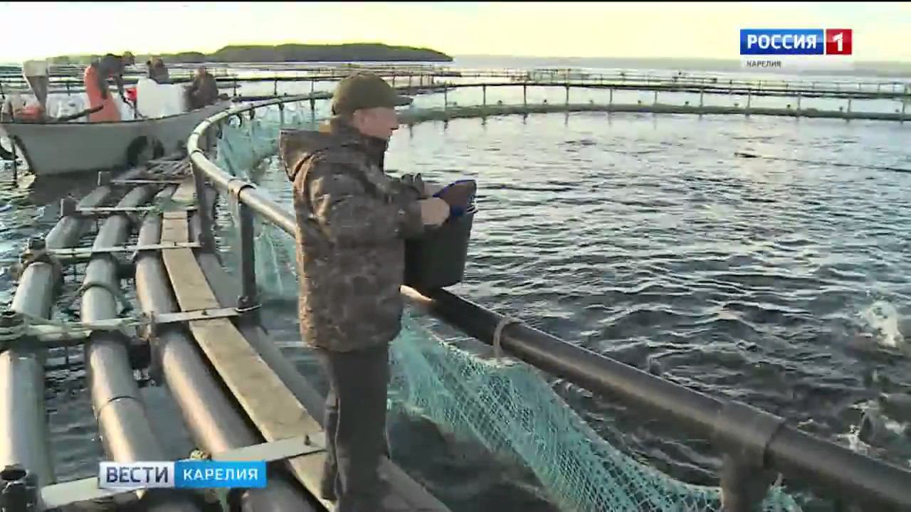 Погоны росрыболовство. Строительства с росрыболовством. Строительства с росрыболовством. Строительства с росрыболовством. Строительства с росрыболовством.