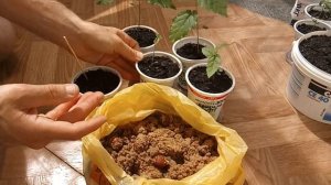 Фундук сортовой, из орешка