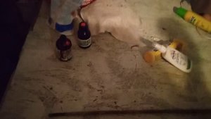 Средства от комаров для коров. Лечение ноги у коровы.