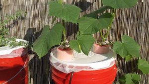 Гидропоника. Dutch bucket. 16 Июля. Томаты, клоны томата, огурцы...