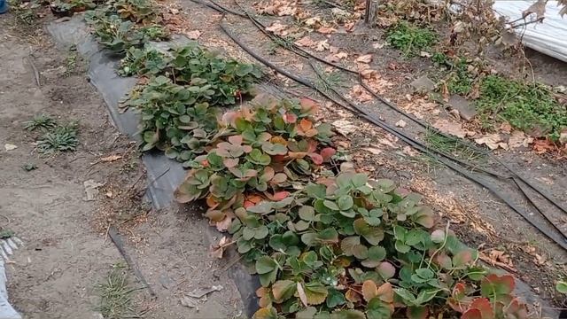 Станица Луганская. 21.10.23. Цены на домашние продукты смотреть онлайн