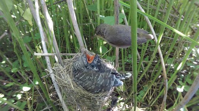Кукушонок в гнезде 170621 3 болотной камышовки 24 июня 1 GP5+44k 36 смотреть онлайн