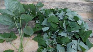 Можно ли кроликам малину