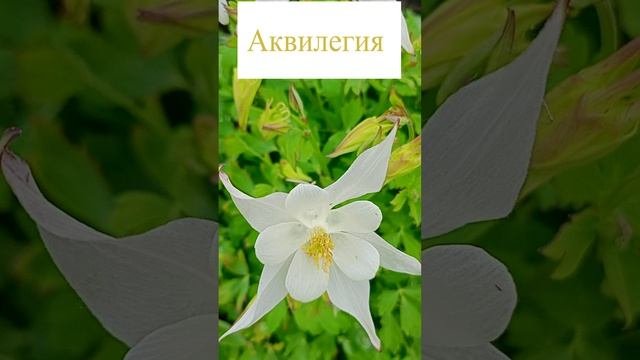 Белая аквилегия (водосбор).?