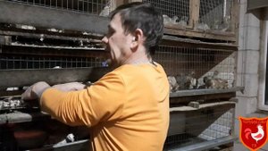 Пропойка цыплят 0 до 30 дней Вывод цыплят.