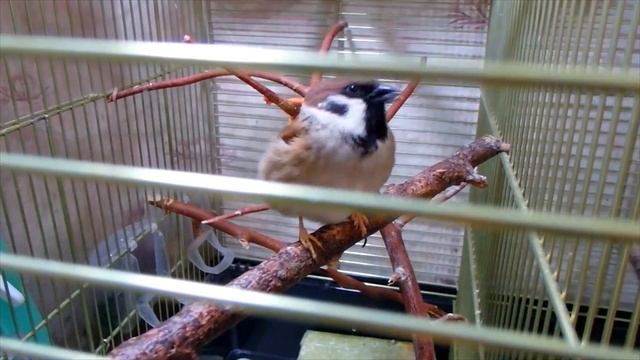 Попугаи Боня и Яша пробуют банановую палочку-лакомство. И кто-то возмущен, что ему не приготовили. смотреть онлайн