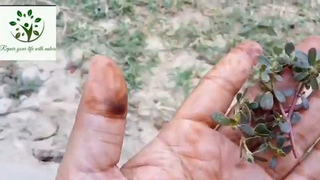 Ep 38||how to use purslane (portulaca oleracea)as a best fertilizer for plant in summer||(कुळफा शाक смотреть онлайн