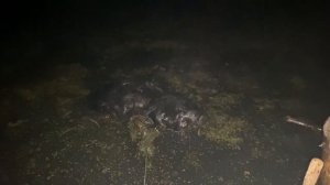 тестируем приманку ЗАМАНУХА на бобра