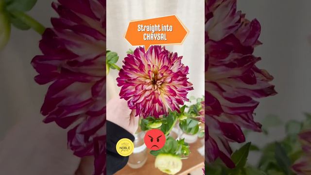 Dahlia Conditioning Experiment Increase the vase life! #dahlia #dahliaflowers #vase #cutflowers