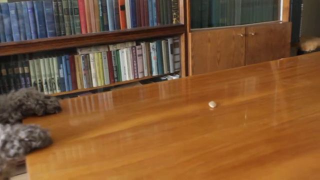 Cеребристый пудель смотреть онлайн