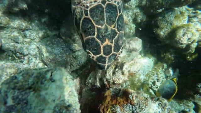 Снорклинг в Индийском океане - черепахи ч.1 (Мальдивы) смотреть онлайн