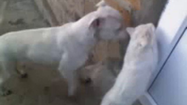 Vanakatu-Ванская кошка-Van cat Վանա կատու  www.arbugo.am