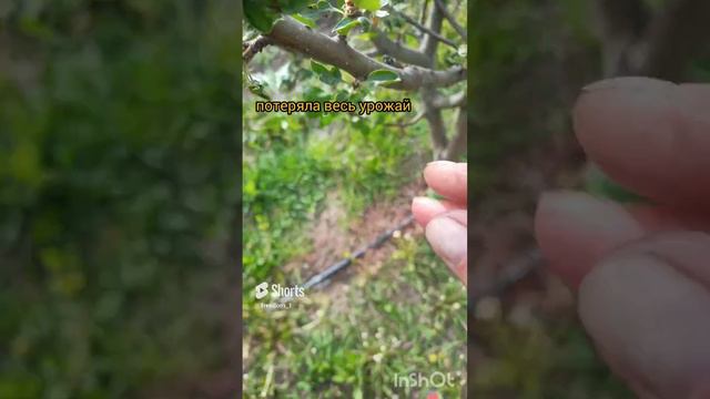 потеряла урожай смотреть онлайн