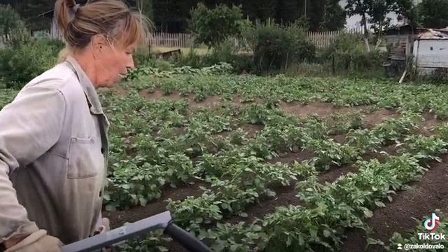Огород без без хлопот – смотреть онлайн все 2 видео от Огород без без ...