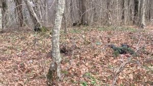 Сравнение расцветок камуфляжа в лесу каквказа