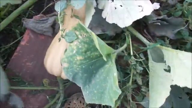 Урожай тыквы "Матильда"и "Медовый десерт". смотреть онлайн