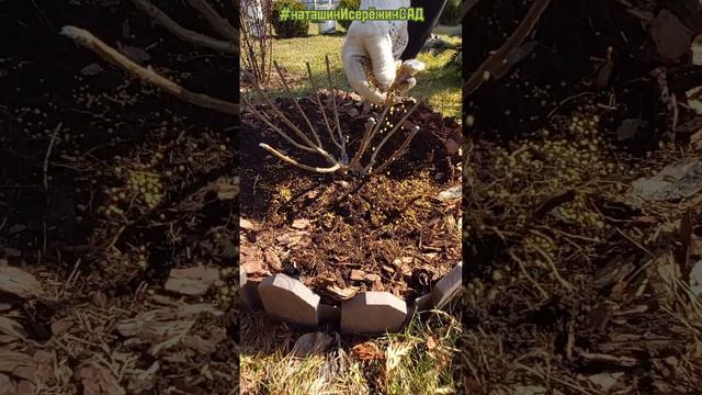 Весенняя подкормка Гортензии Метельчатой смотреть онлайн