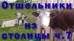 Как мы коз и корову брали, и что из этого вышло. Отшельники из столицы 7 часть.