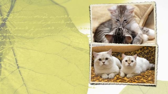 САМОЕ МИЛОЕ ВИДЕО смотреть онлайн