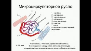 Сердечно-сосудистая система. Кровеносные сосуды - определение, виды, строение, функции.