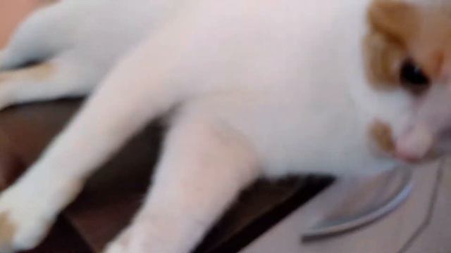 Кто ты, когда видишь кота? Ты моя булочка! смотреть онлайн