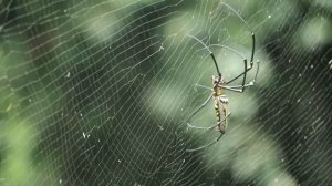 Spider family Nephila pilipes. Sunwhell.ru