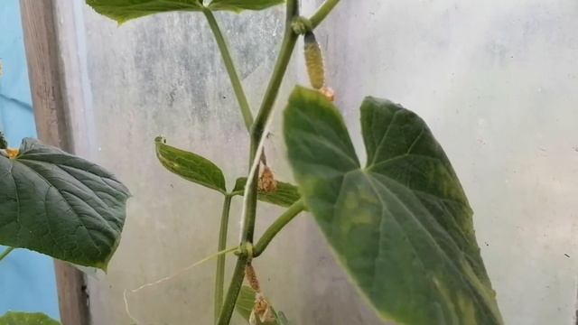 ?Подкормка огурцов азотом. Желтеют завязи? Принимаем меры.? смотреть онлайн